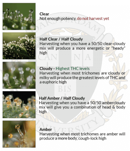 Trichomes at different stages of development, showing their transition from clear, to cloudy, to amber and listing the corresponding facts about each stage. 