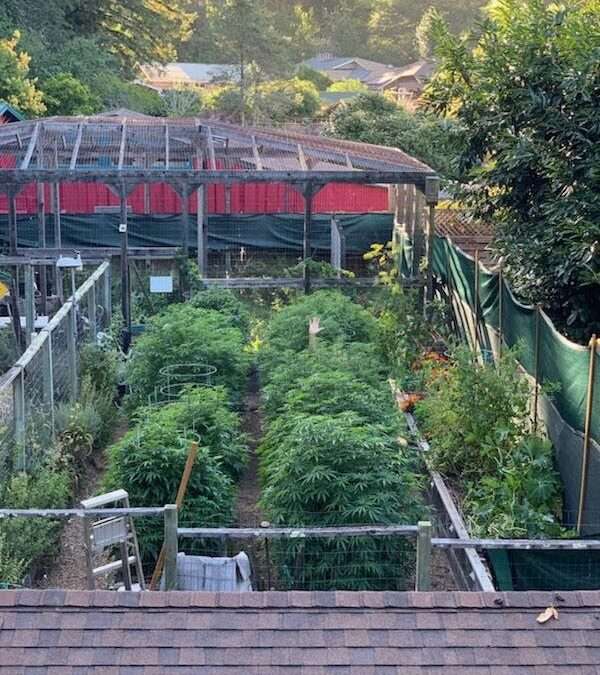 Protected: 2020 Isolation Grow: Halfway to Planting