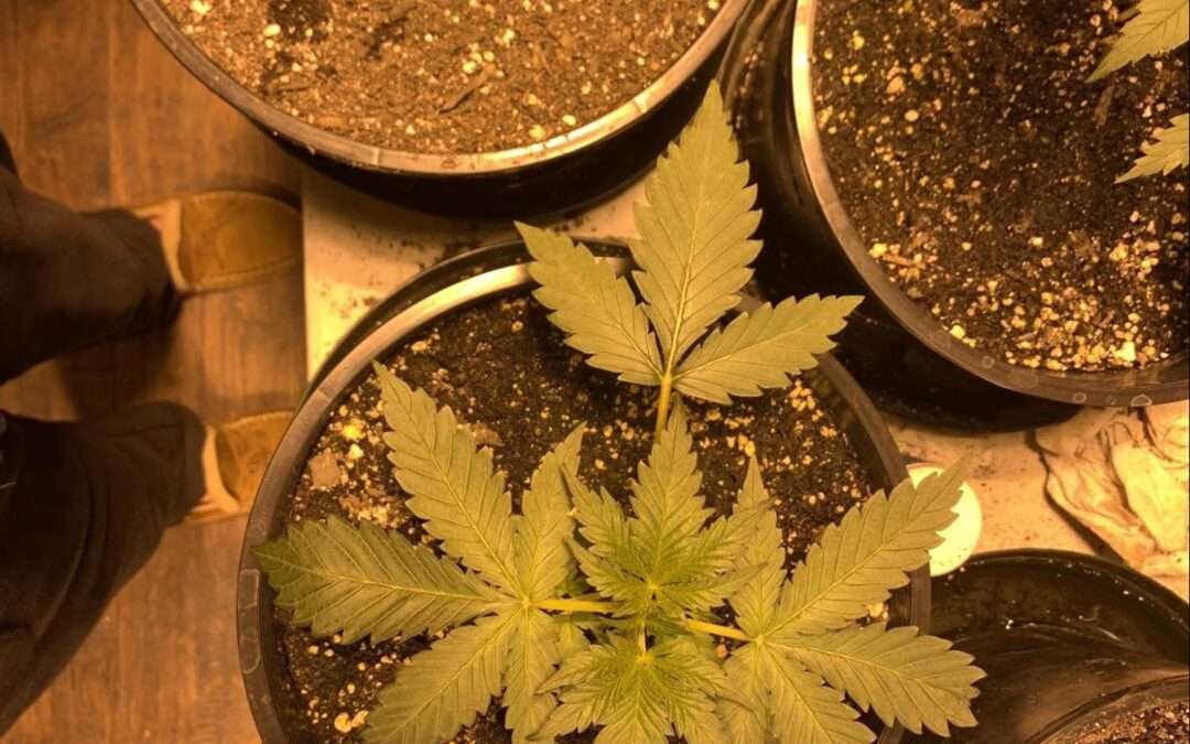 Protected: 2020 Isolation Grow: Inside the Cottage
