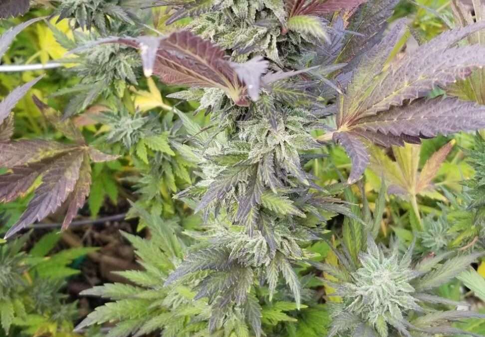 Protected: 2020 Isolation Grow: Surprise