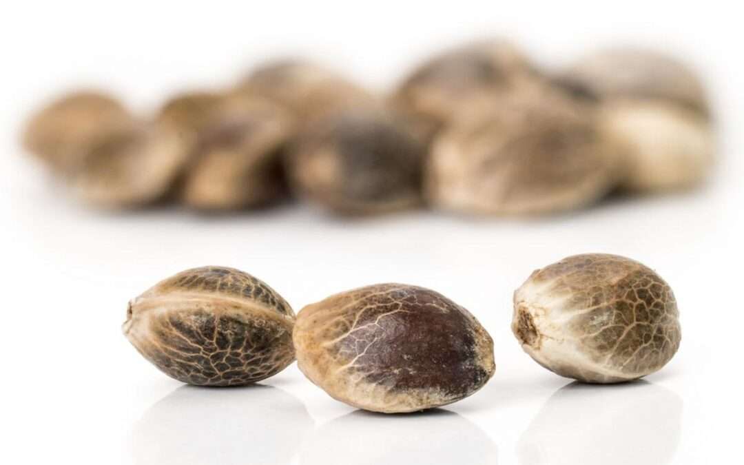Hot Seeds to Grow in 2022
