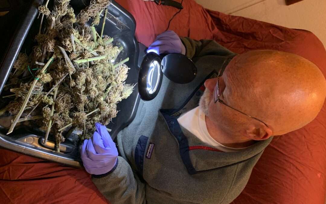 Protected: 2020 Isolation Grow: Crunch