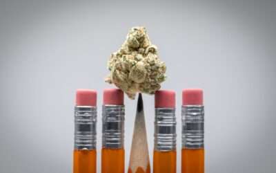 Enroll Now, Pay Later at Oaksterdam U