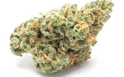 Searching for the Fountain of Blue Dream