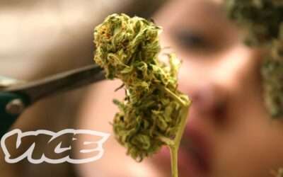 Inside the College for Budding Weed Entrepreneurs