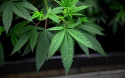 Decriminalizing Marijuana Won’t Stop the Black Market