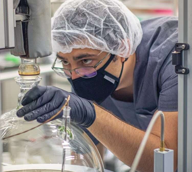 Cannabis at 40% THC is a Myth