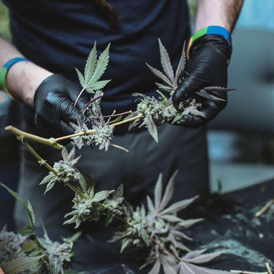 Two gloved hands holding marijuana cuttings