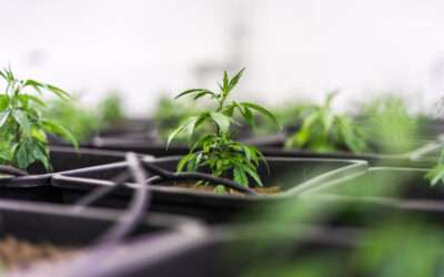 How To Setup a Home Cannabis Grow