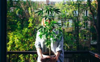 Home Grows in High Times