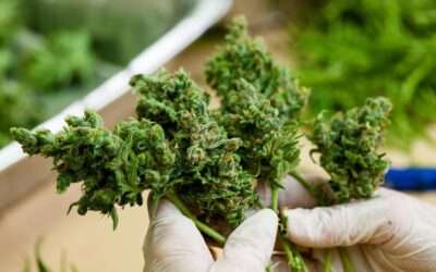 7 Jobs in Cannabis Cultivation