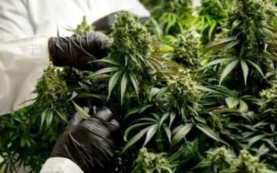 Cannabis Salaries: Cultivation