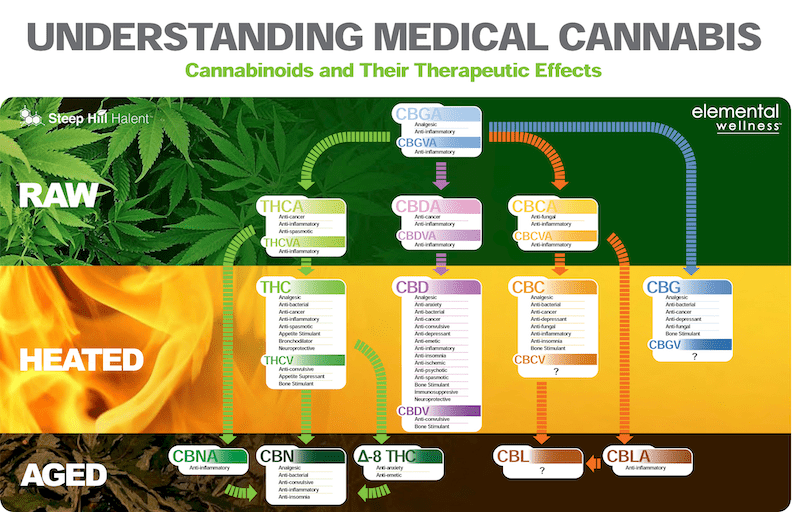 The cannabis plant synthesizes Cannabigerol acid (CBGa) first. Depending on the plant’s genetics and the environment it is growing in, CBGa will combine with a THCa, CBDa, or CBCa synthase to become THCa, CBDa, or CBCa. These “cannabinoid acids” become their active counterparts (CBG, THC, CBD, CBC) either through heating or maturation.
