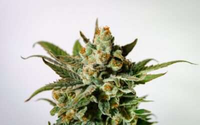 How Do You Know When Cannabis is in the Flowering Stage?