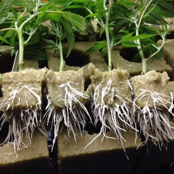 photo of cannabis clones