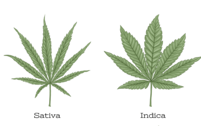 Cannabis Myths: Sativa-Indica Fallacy