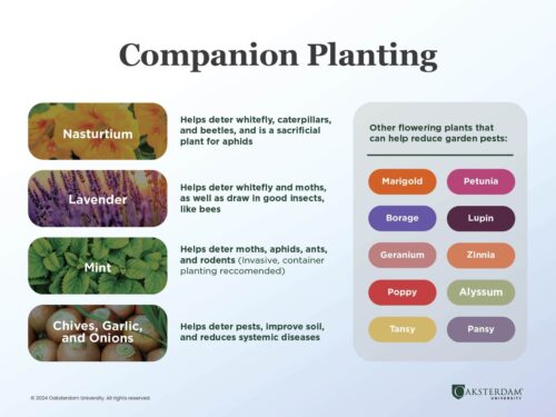 A chart that displays good companion plants for cannais: Nasturtium, lavender, mint, chives, garlic, onions, marigold, petunia, borage, lupin, geranium, zinnia, poppy, alyssum, tansy, and pansy