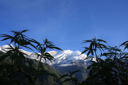 A backyard home grow setup. Cannabis plants growing outdoors with snow-capped mountains behind them