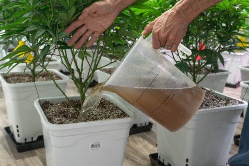 Cannabis plants in pots being watered with compost team. Compost tea is a better option for cannabis sustainability.