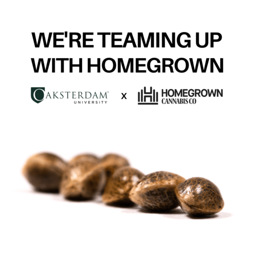 A headline reads "we're teaming up with homegrown" with both Oaksterdam University and Homegrown Cannabis Co.'s logos above cannabis seeds.