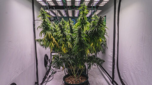 Mature strawberry cough cannabis colas growing in an indoor tent garden.