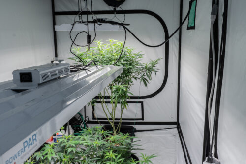 A home grow setup: an indoor tent garden with LED lighting.