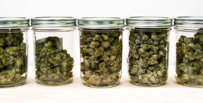 Is Home Grown Cannabis Cheaper than Dispensary Weed?