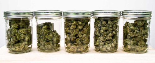 Is Home Grown Cannabis Cheaper than Dispensary Weed?