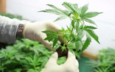 Jobs In Cannabis Cultivation Explained