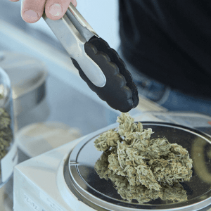 Cannabis being weighed on a scale with tongs