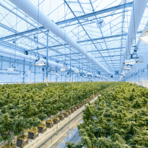 Large greenhouse grow facility of flowering cannabis