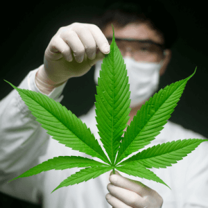 Person holding up cannabis leaf in latex gloves