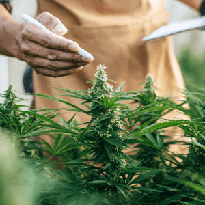 Close up of person in apron inspecting a flowering cannabis plant.