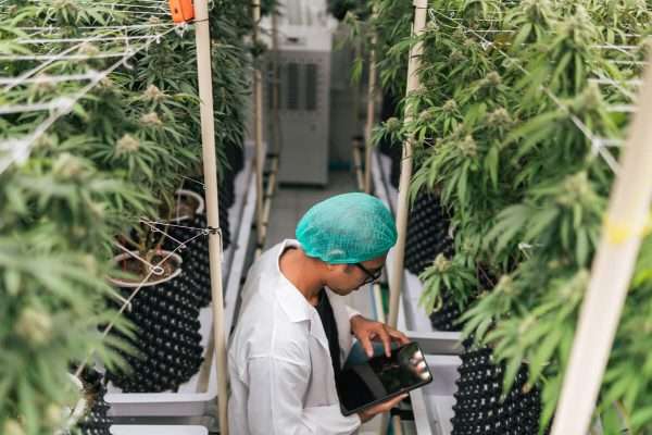 Business of Cannabis Cultivation - Image 4