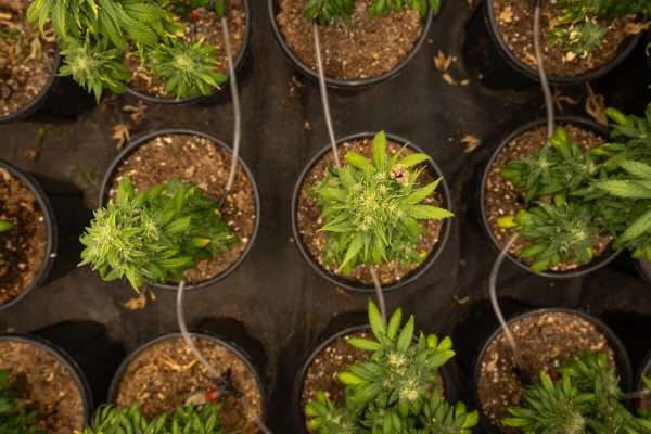 Business of Cannabis Cultivation