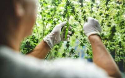 Commercial Horticulture Worker