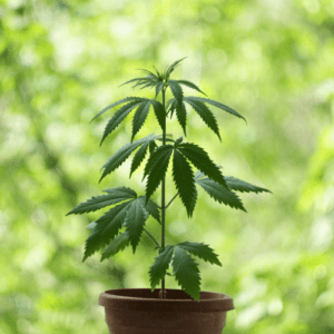 Home Grow
