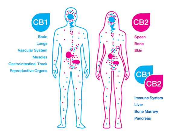 Endocannabinology - Image 3