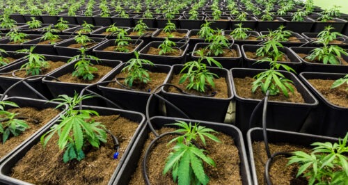 Learn to grow cannabis with Oaksterdam University! A large space filled with pots with smallc annabis plants connected by irrigation wires. 