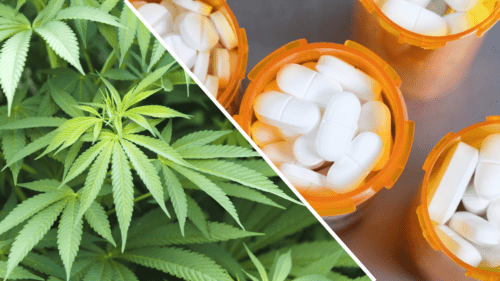 Cannabis, Pain, and the Opioid Crisis