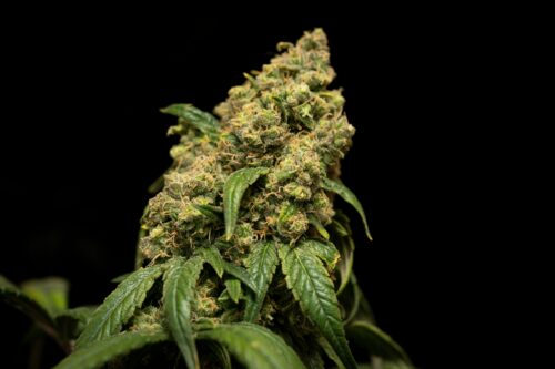 A mature cannabis cola.