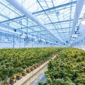 Large greenhouse grow facility of flowering cannabis