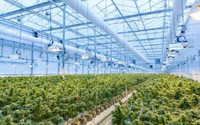 Business of Cannabis Cultivation