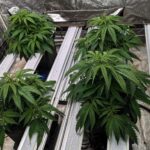 Clean indoor cannabis grow room with space to access plants and equipment.