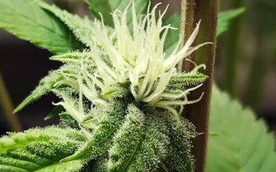 Stoney Tark’s Top Tips for Growing Cannabis Indoors