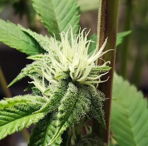 Stoney Tark’s Top Tips for Growing Cannabis Indoors