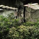 Sea of Green indoor cannabis canopy with many uniform clones under LED lights.