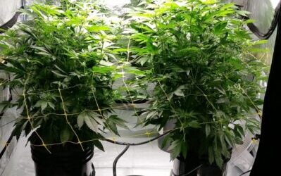 Stoney Tark’s Top Tips for Indoor Hydroponics in 2026