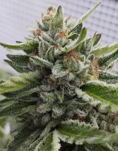 A beautiful mature cannabis flower