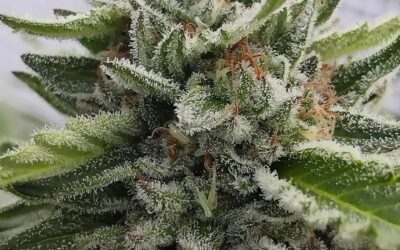 Stoney Tark’s Top Tips on Producing the Biggest Yields